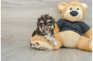 Havapoo Pup Being Cute