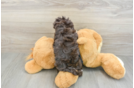 Funny Havapoo Poodle Mix Pup