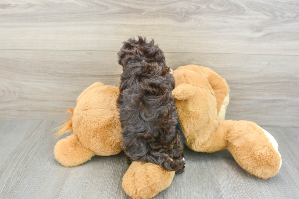 Funny Havapoo Poodle Mix Pup