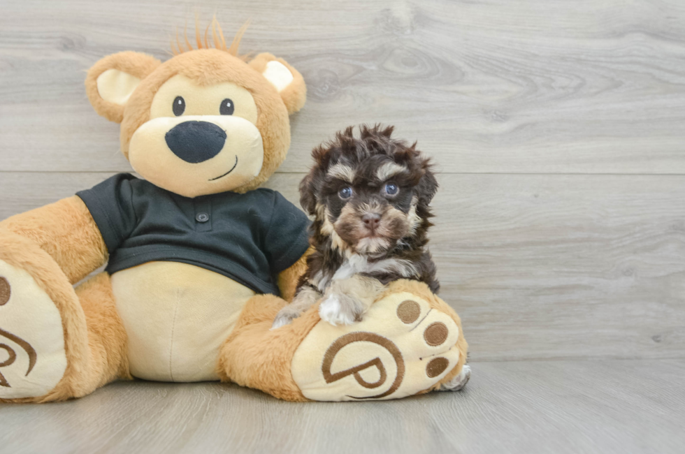 5 week old Havapoo Puppy For Sale - Premier Pups