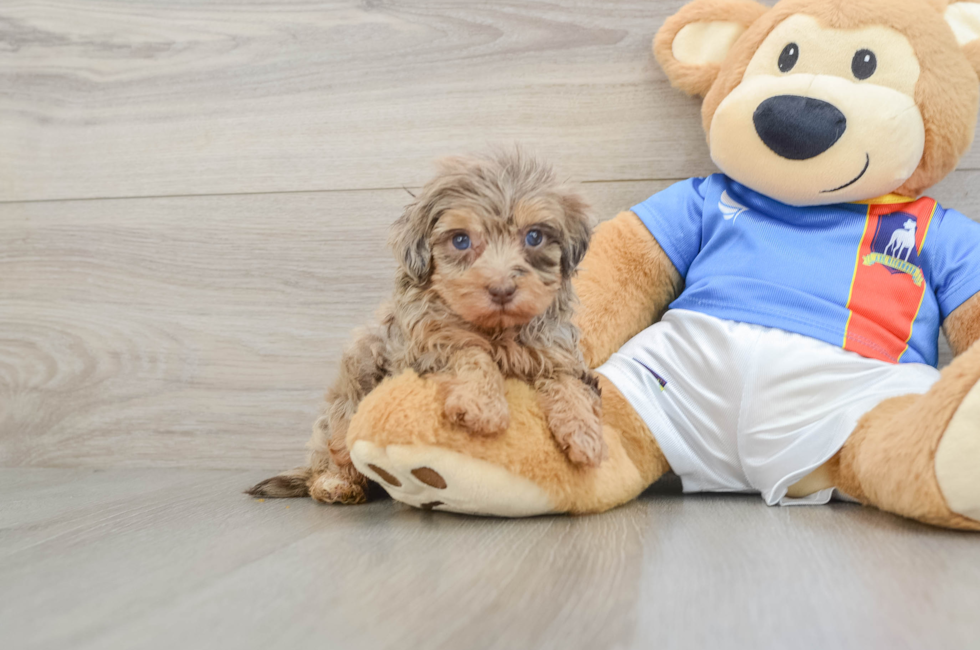6 week old Havapoo Puppy For Sale - Premier Pups