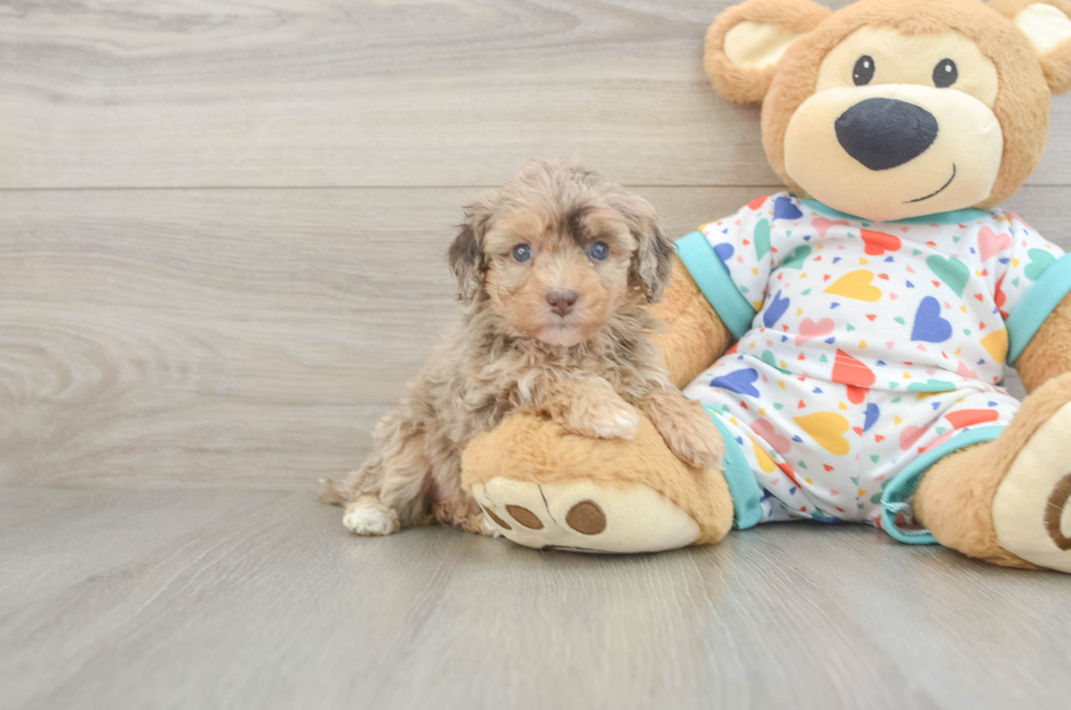 5 week old Havapoo Puppy For Sale - Premier Pups