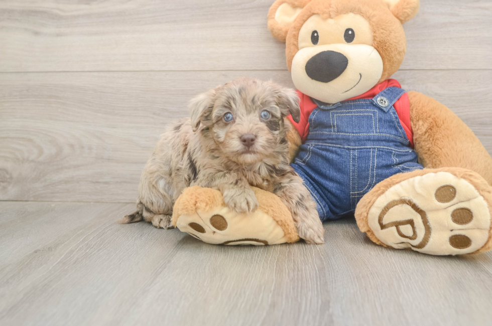 5 week old Havapoo Puppy For Sale - Premier Pups