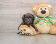 5 week old Havapoo Puppy For Sale - Premier Pups