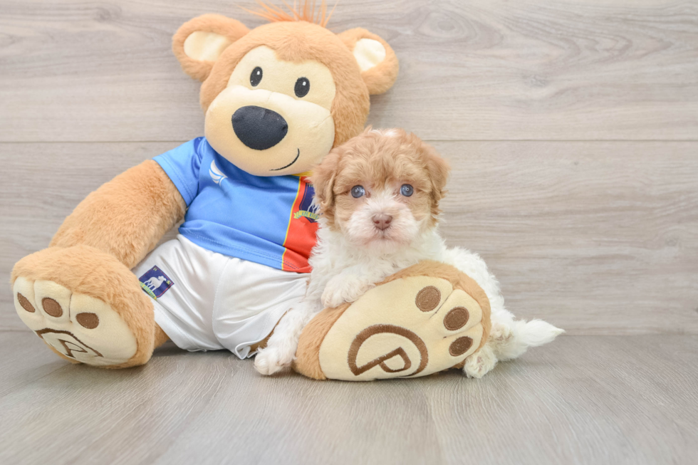 Playful Havadoodle Poodle Mix Puppy