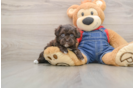 Havapoo Pup Being Cute