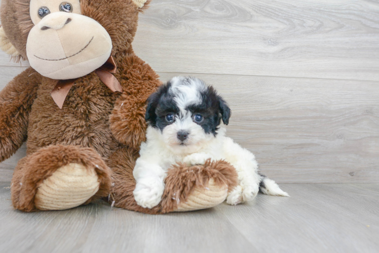 Energetic Havadoodle Poodle Mix Puppy