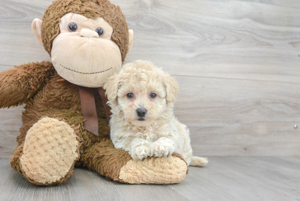 Hypoallergenic Havadoodle Poodle Mix Puppy