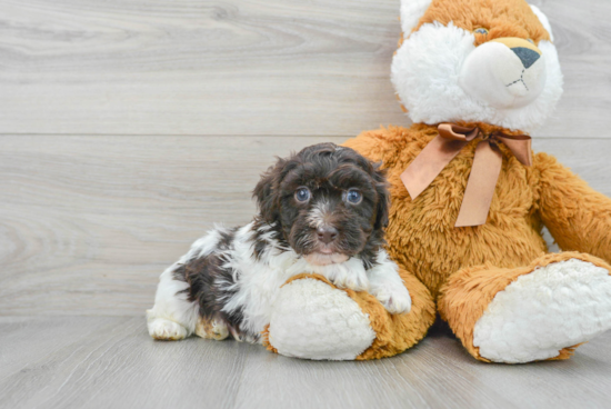 Adorable Havanese Poodle Mix Puppy