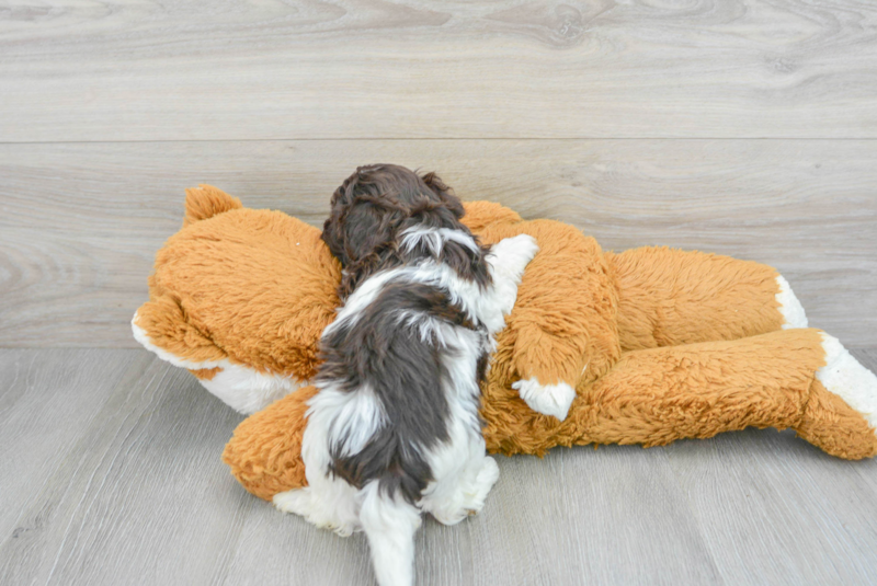 Meet Tango - our Havapoo Puppy Photo 2/3 - Premier Pups