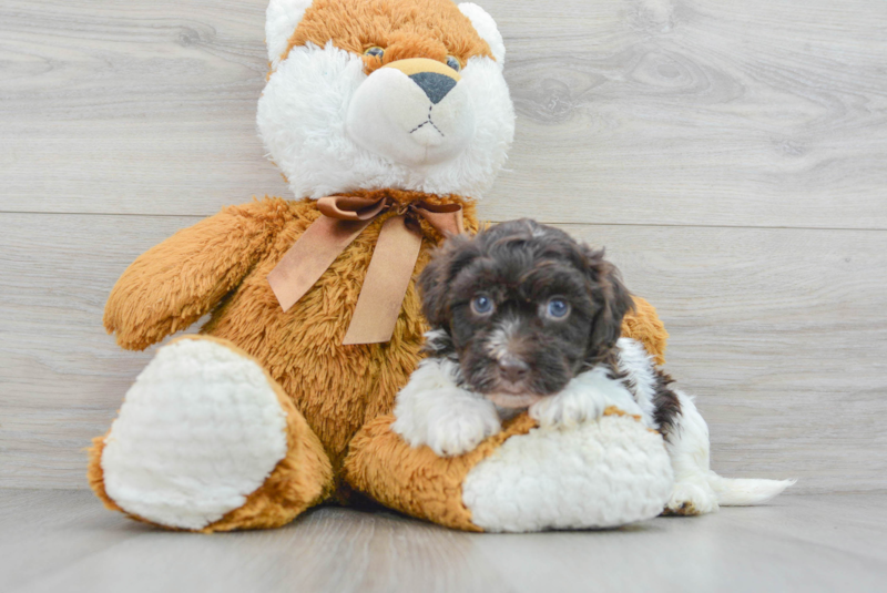 Meet Tango - our Havapoo Puppy Photo 3/3 - Premier Pups