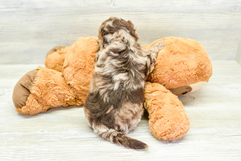 Adorable Havadoodle Poodle Mix Puppy