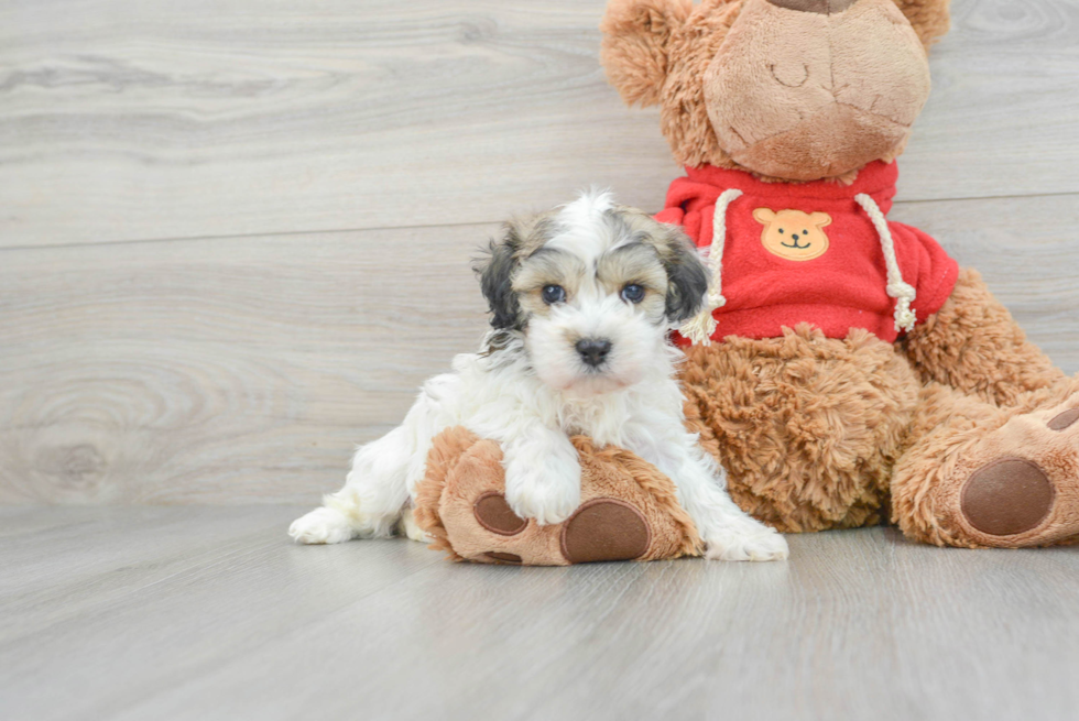 Hypoallergenic Havanese Poodle Mix Puppy