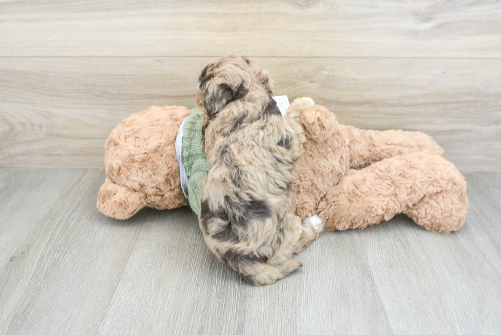 Fluffy Havapoo Poodle Mix Pup