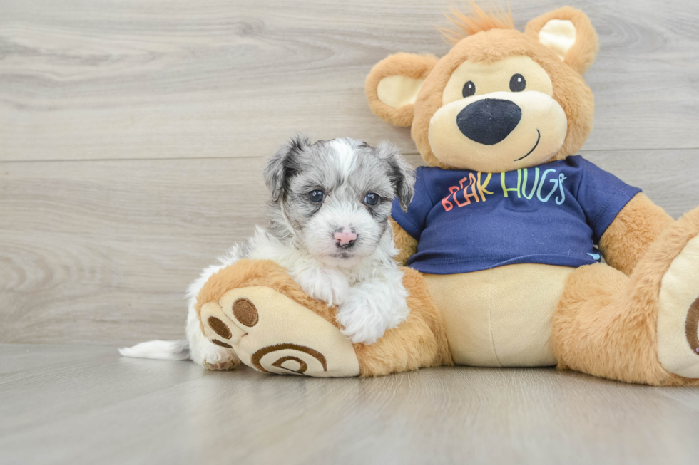 Playful Havadoodle Poodle Mix Puppy