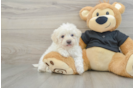 Havapoo Puppy for Adoption