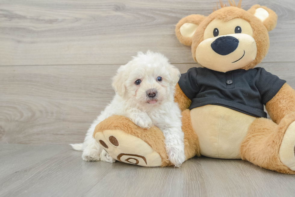 Havapoo Puppy for Adoption