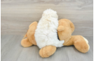 Adorable Havadoodle Poodle Mix Puppy