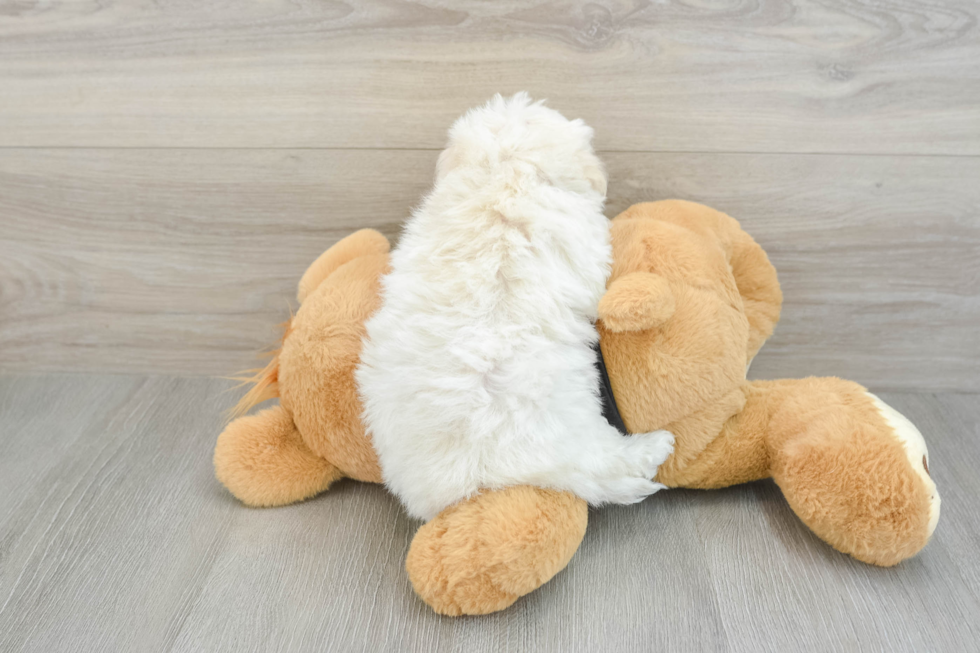 Adorable Havadoodle Poodle Mix Puppy