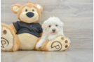 Little Havadoodle Poodle Mix Puppy