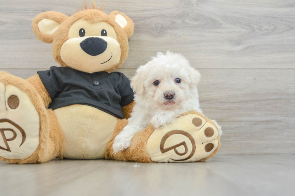 5 week old Havapoo Puppy For Sale - Premier Pups
