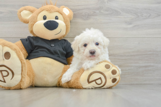 Little Havadoodle Poodle Mix Puppy