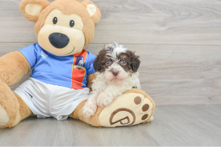 Popular Havapoo Poodle Mix Pup