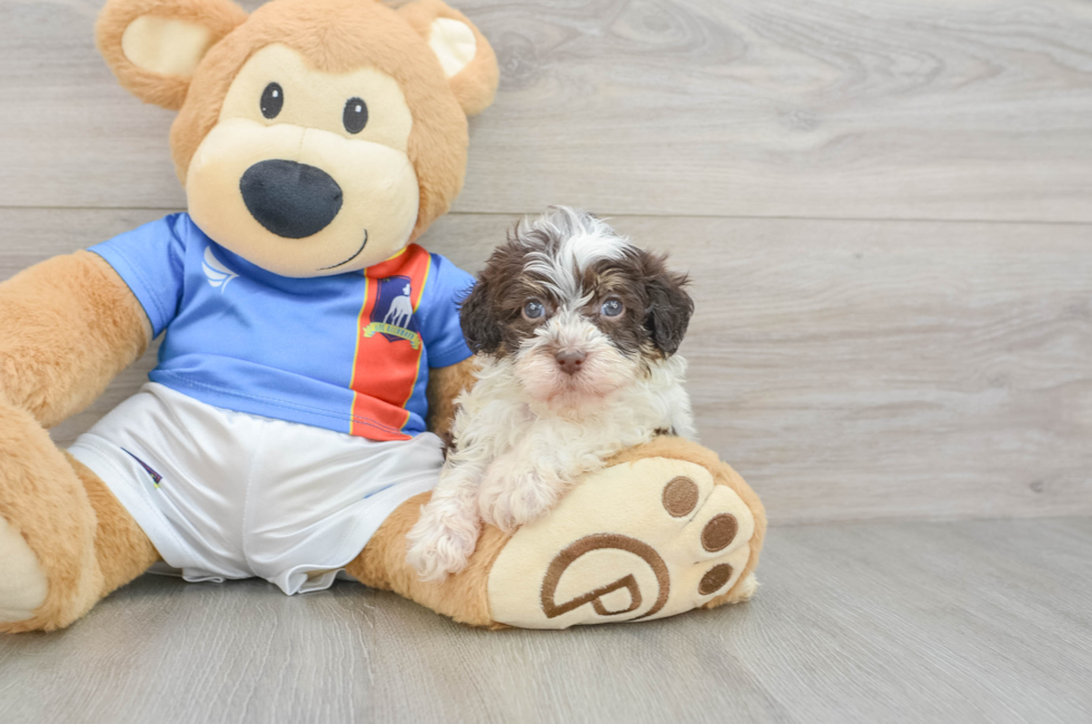6 week old Havapoo Puppy For Sale - Premier Pups