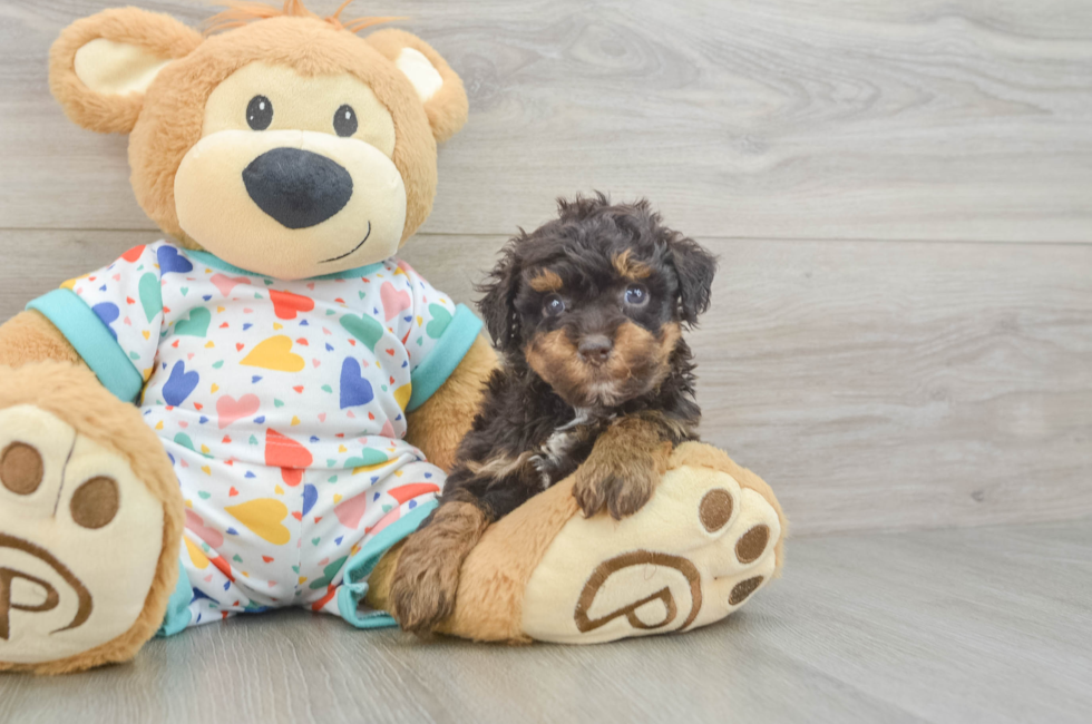 5 week old Havapoo Puppy For Sale - Premier Pups