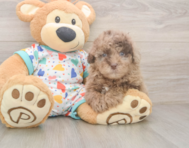 8 week old Havapoo Puppy For Sale - Premier Pups