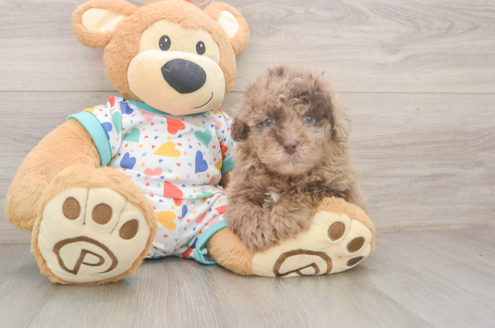 5 week old Havapoo Puppy For Sale - Premier Pups