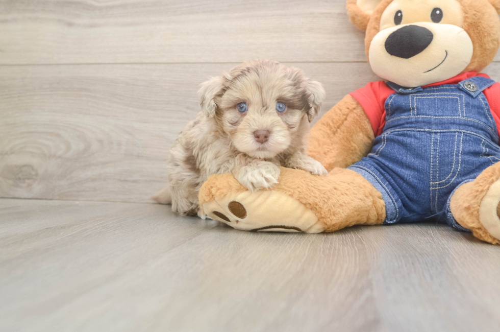 5 week old Havapoo Puppy For Sale - Premier Pups
