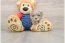Havapoo Pup Being Cute