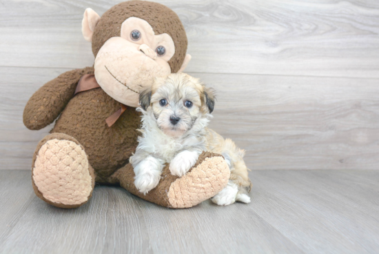 Hypoallergenic Havadoodle Poodle Mix Puppy