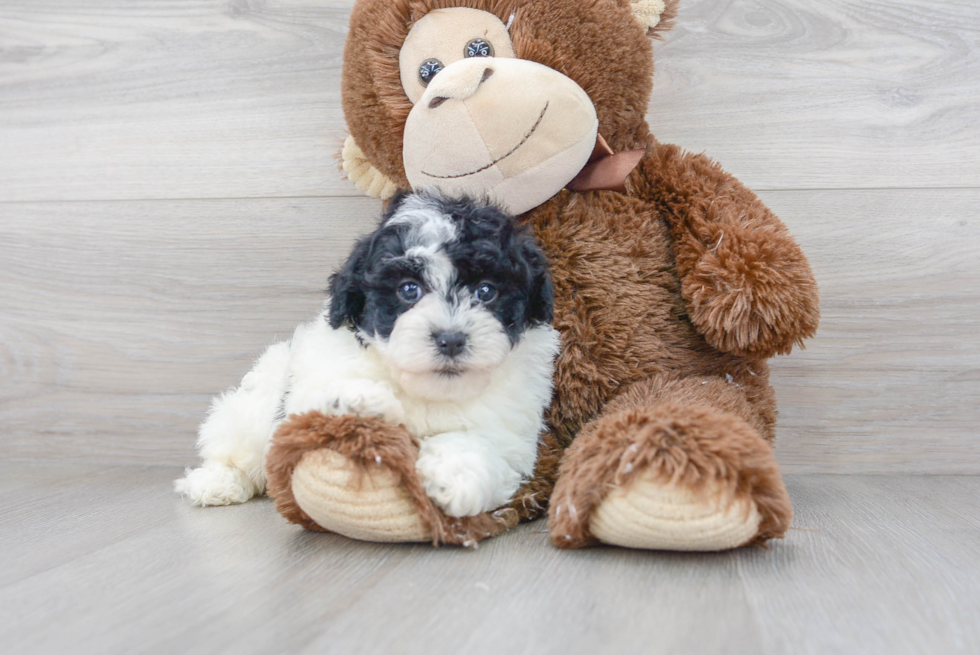 Funny Havapoo Poodle Mix Pup