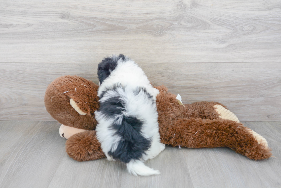 Petite Havapoo Poodle Mix Pup