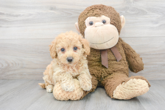 Adorable Havadoodle Poodle Mix Puppy