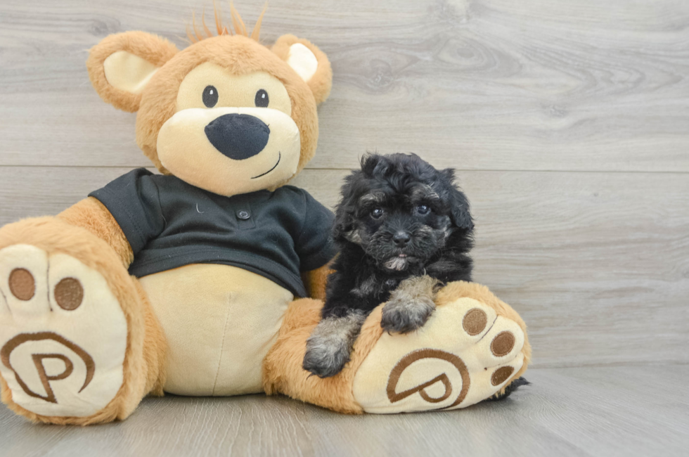 5 week old Havapoo Puppy For Sale - Premier Pups