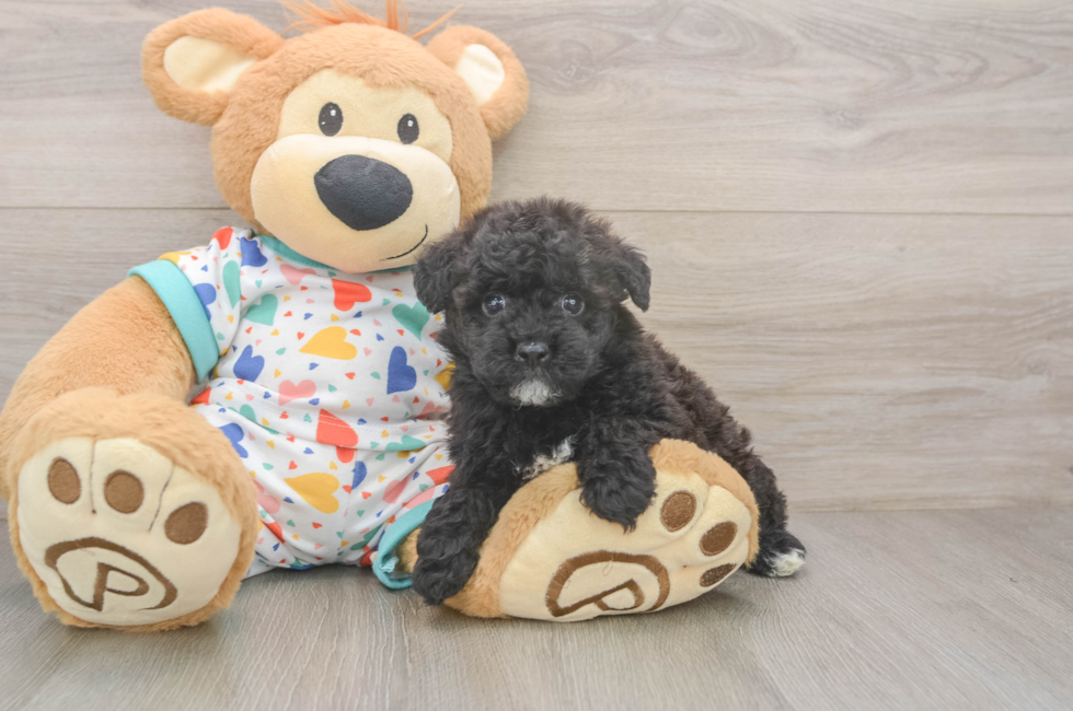 5 week old Havapoo Puppy For Sale - Premier Pups