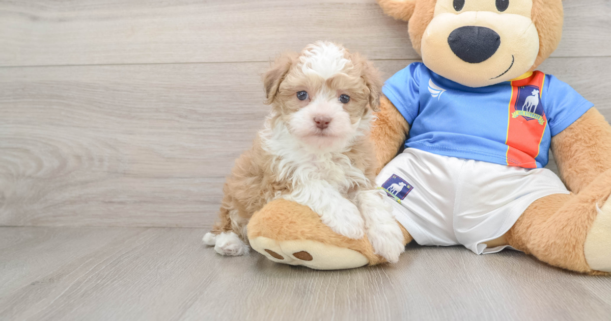 Havapoo Sticker Petite Havapoo Tasi: 3lb 4oz Doodle Puppy