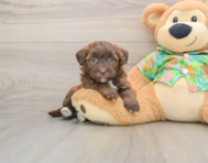 7 week old Havapoo Puppy For Sale - Premier Pups