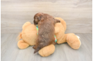 Havapoo Puppy for Adoption