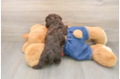 Havapoo Puppy for Adoption