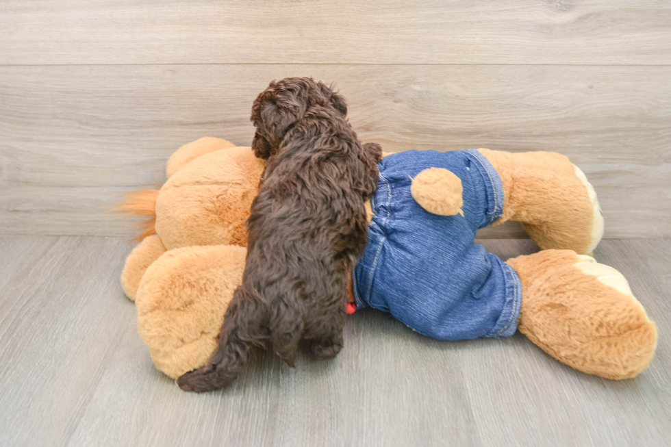 Havapoo Puppy for Adoption