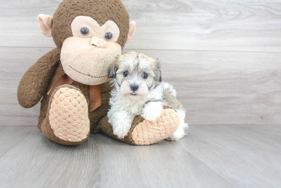 Funny Havapoo Poodle Mix Pup