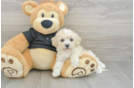 Havapoo Puppy for Adoption