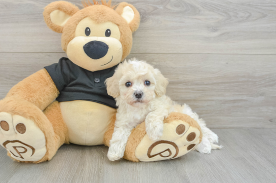 Havapoo Puppy for Adoption