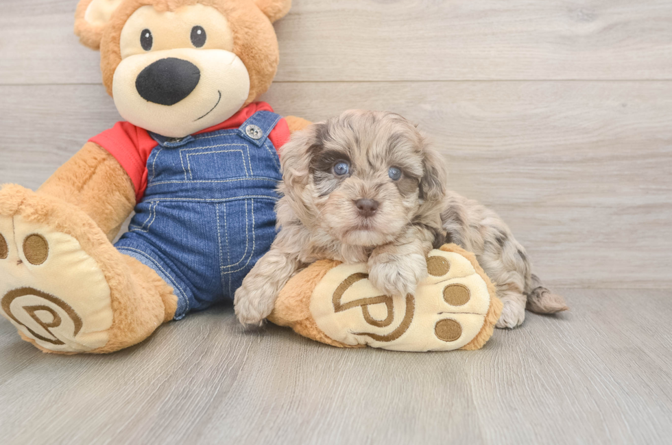 5 week old Havapoo Puppy For Sale - Premier Pups