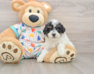 6 week old Havapoo Puppy For Sale - Premier Pups