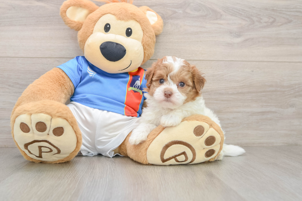 Havapoo Pup Being Cute